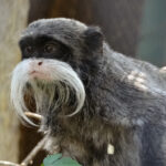 Saguinus_imperator_subgrisescens_portrait