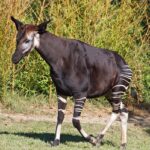 Saint-Aignan_(Loir-et-Cher)._Okapi