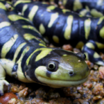 Salamandra_Tigre