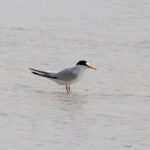 Saunders’s_Tern_(Sternula_saundersi),_Jeddah,_Saudi_Arabia_(crop)