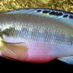 Saxatilia-lepidota-female-Uwe-Werner