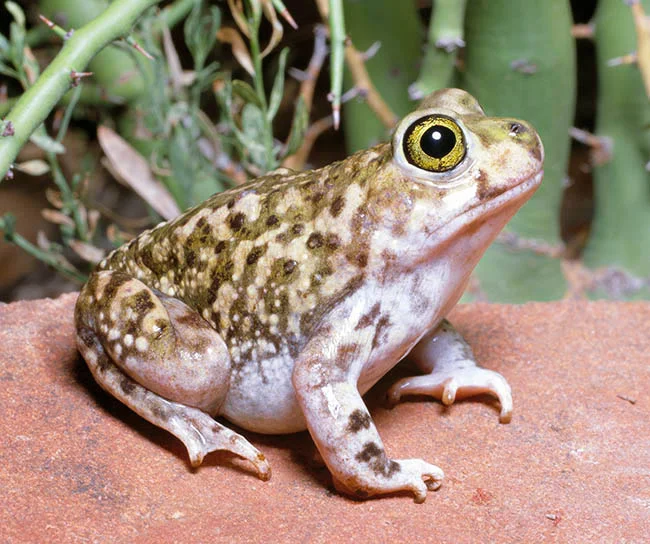 Blatnice americká