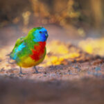 Scarlet-chested_Parrot_0A2A5594