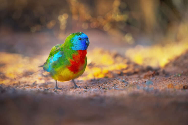 Scarlet-chested_Parrot_0A2A5594