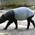 Schabrackentapir_Tapirus_indicus_Tiergarten-Nuernberg-1