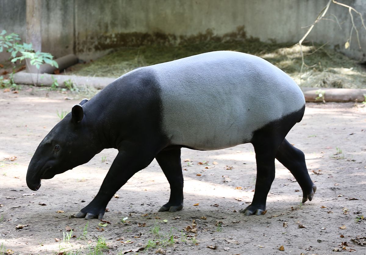 Tapír indický