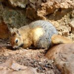 Sciurus_anomalus_-_Jeita_Grotto