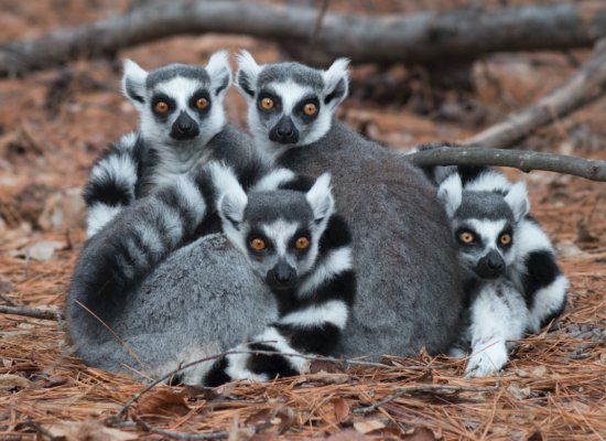 Lemur kata