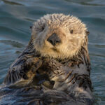 Sea_Otter_(Enhydra_lutris)_(25169790524)_crop
