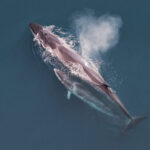 Sei_whale_mother_and_calf_Christin_Khan_NOAA