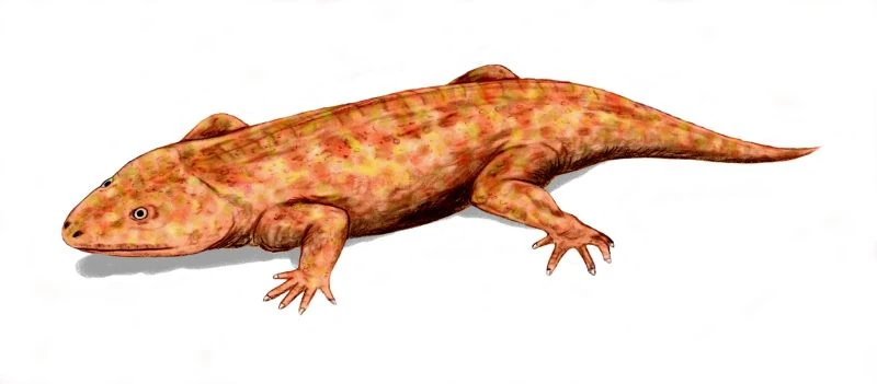 Ichthyostega