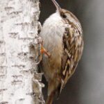 Short-toed_Treecreeper_(Certhia_brachydactyla)cropped