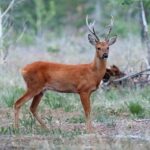 Siberian_roe_deer