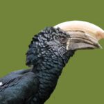 Silvery-cheeked_Hornbill_RWD2