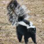 Skunk_about_to_spray