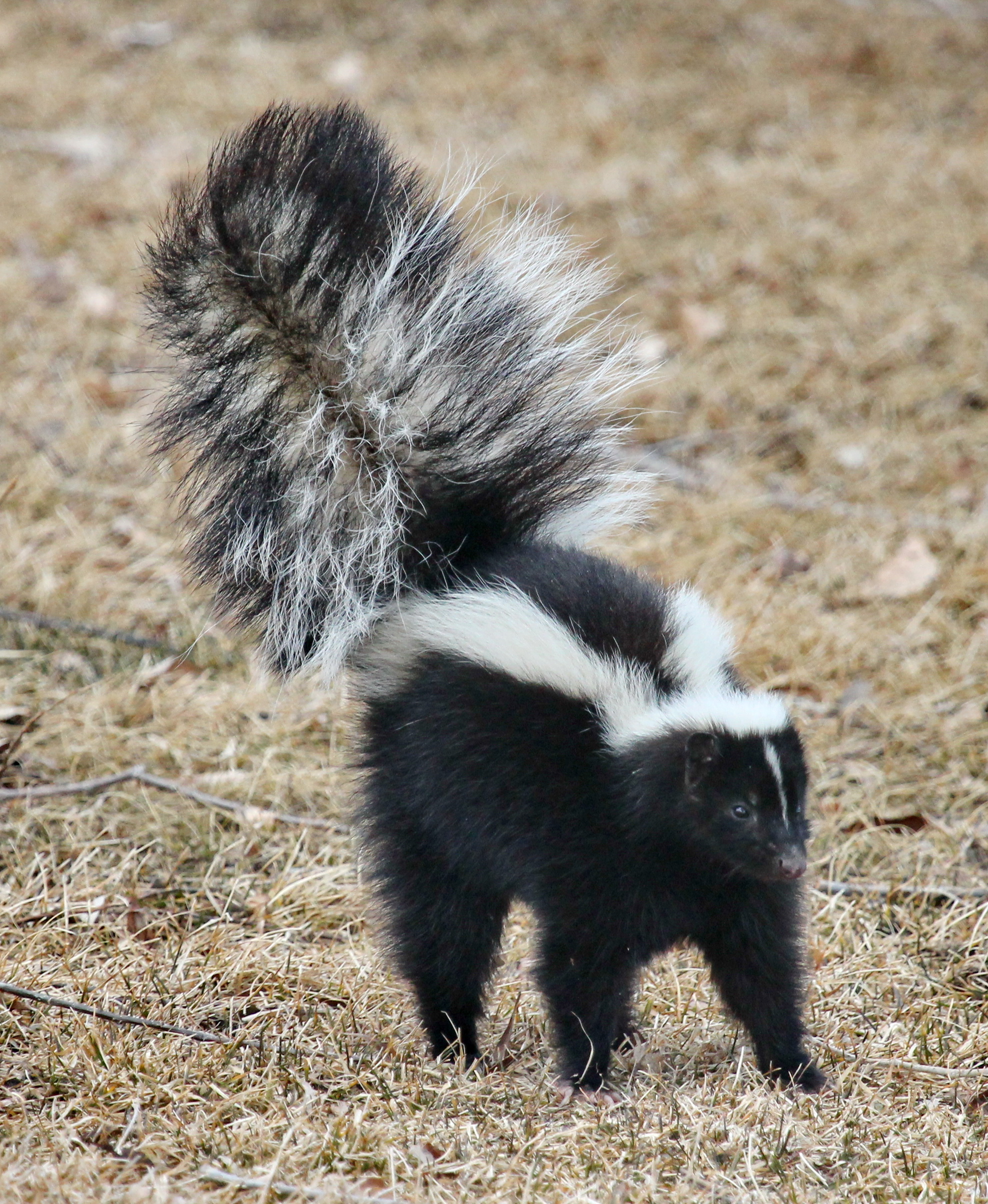 Skunk pruhovaný