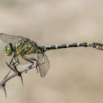 Small_pincertail_(Onychogomphus_forcipatus)_male_Bulgaria
