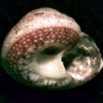 Solariella_sanjuanensis_002