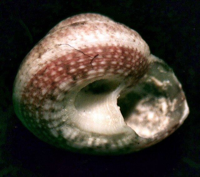 Solariella variabilis