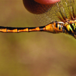 Somatochlora-flavomaculata-female-26VI2012-SantAndrea-del-Pizzone-AFV-Mazzoni
