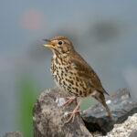 Song thrush singing in Spring