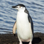 South_Shetland-2016-Deception_Island–Chinstrap_penguin_(Pygoscelis_antarctica)_04