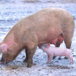 Sow_with_piglet
