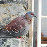 Speckledpigeon