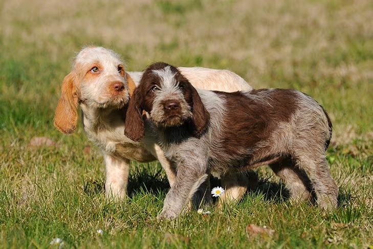 Spinone