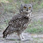 Spotted_Eagle-Owl_RWD
