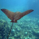 Spotted_Eagle_Ray_(Aetobatus_narinari)2