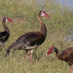 Spur-winged_goose_(Plectropterus_gambensis)