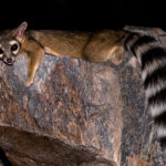 Squaw-ringtail-28073