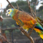 St-Vincent-Parrot.-Photo-by-Nandani-Bridglal