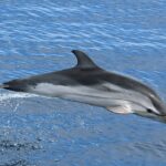 Stenella_coeruleoalba_Ligurian_Sea_02_-_brighter