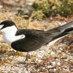 Sterna_fuscata