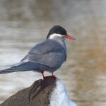 Sterne_de_Kerguelen
