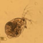 Streblocerus_serricaudatus2