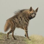 Striped_hyena_(Hyaena_hyaena)_-_cropped