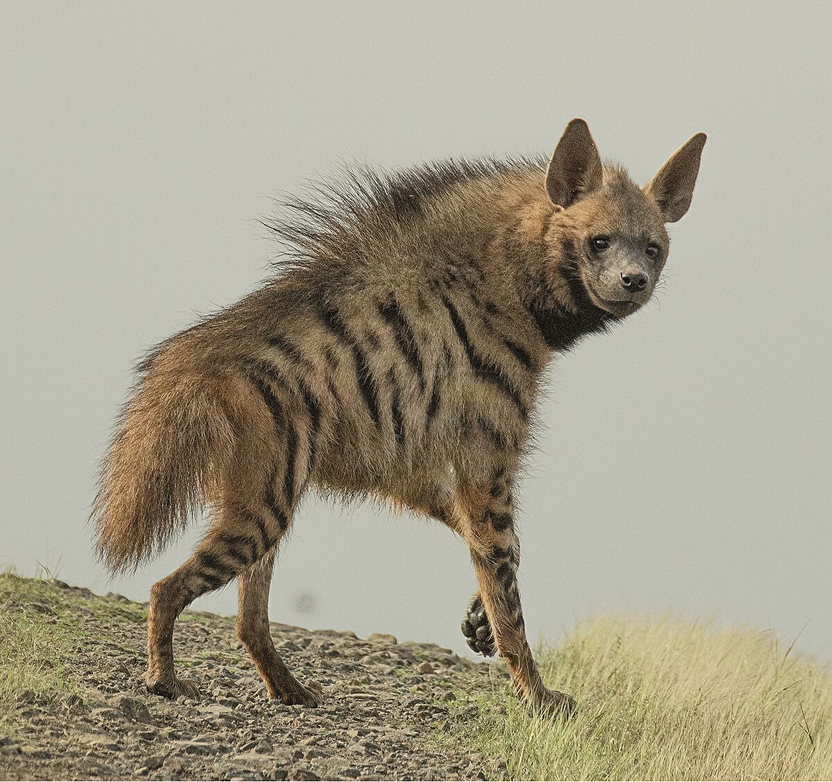 Hyena žíhaná