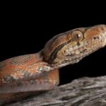 Suaçubóia_-_Corallus_hortulanus