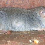 Suncus_murinus