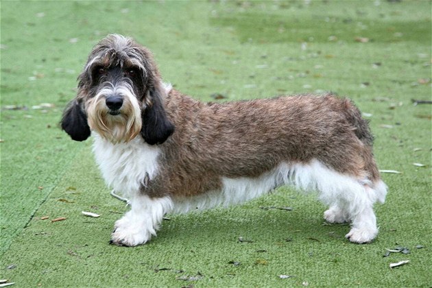 Malý hrubosrstý vendéeský basset