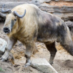 Takin_Standing_(22221570730)