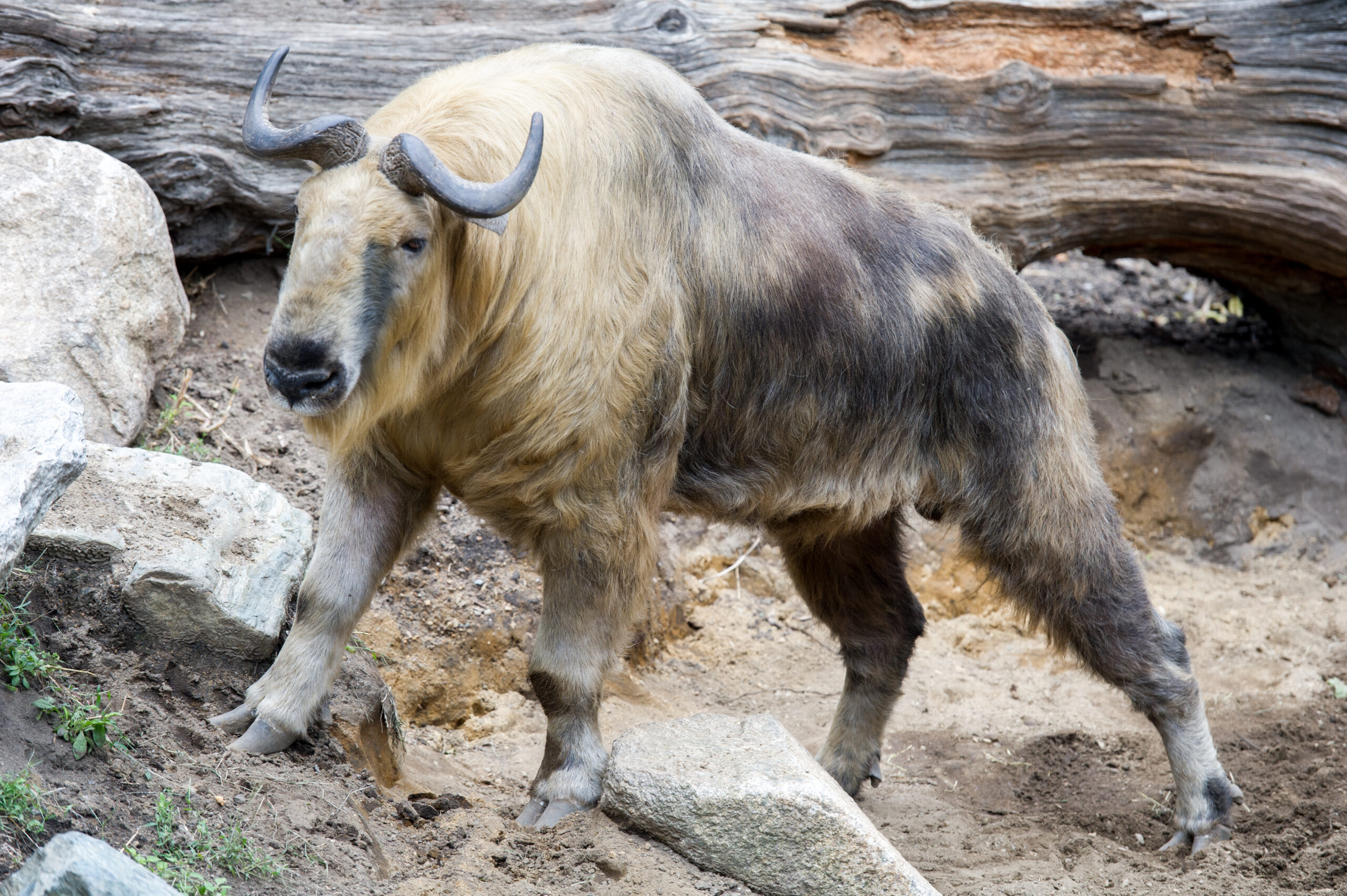 Takin indický