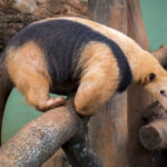 Tamandua_tetradactyla_(cropped)