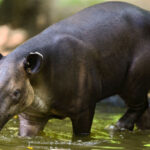 Tapirus-bairdii-Tapir-Flaar-photo-Autosafari-Chapin-7939