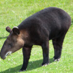 Mountain Tapir