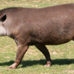 Tapirus_terrestris_(1)_by_JM_Rosier