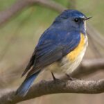 Modruška tajgová Tarsiger_cyanurus